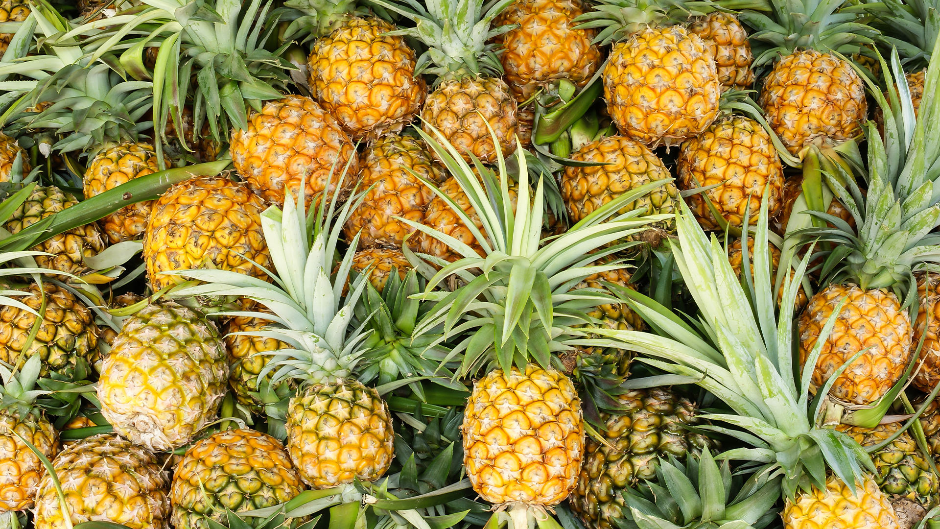 Pile of pineapples